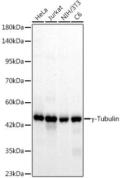Western blot analysis of various lysates, using γ-Tubulin Rabbit mAb at1:1000 dilution.|Secondary antibody: HRP-conjugated Goat anti-Rabbit IgG (H+L) at 1:10000 dilution.|Lysates/proteins: 25μg per lane.|Blocking buffer: 3% nonfat dry milk in TBST.|Detection: ECL Basic Kit.|Exposure time: 20s.