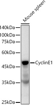 Western blot analysis of lysates from Mouse spleen, using Cyclin E1 Rabbit mAb at 1:1000 dilution.|Secondary antibody: HRP-conjugated Goat anti-Rabbit IgG (H+L) at 1:10000 dilution.|Lysates/proteins: 25μg per lane.|Blocking buffer: 3% nonfat dry milk in TBST.|Detection: ECL Basic Kit.|Exposure time: 90s.