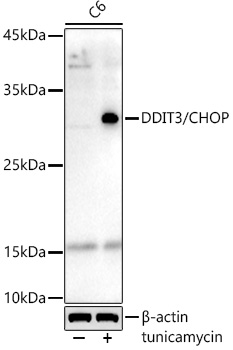 Western blot analysis of lysates from C6 cells, using DDIT3/CHOP Rabbit mAb at1:1000 dilution. C6 cells were treated with tunicamycin (2 μg/ml) for 8 hours.|Secondary antibody: HRP-conjugated Goat anti-Rabbit IgG (H+L) at1:10000 dilution.|Lysates/proteins: 25μg per lane.|Blocking buffer: 3% nonfat dry milk in TBST.|Detection: ECL Enhanced Kit.|Exposure time: 180s.