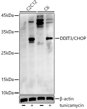 Western blot analysis of various lysates using DDIT3/CHOP Rabbit mAb at1:1000 dilution. C2C12 and C6 cell were treated with tunicamycin (2 μg/ml) for 8 hours.|Secondary antibody: HRP-conjugated Goat anti-Rabbit IgG (H+L) at 1:10000 dilution.|Lysates/proteins: 25μg per lane.|Blocking buffer: 3% nonfat dry milk in TBST.|Detection: ECL Enhanced Kit.|Exposure time: 180s.