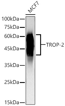 Western blot analysis of lysates from MCF7 cells using TROP-2 Rabbit mAb at 1:1000 dilution.|Secondary antibody: HRP-conjugated Goat anti-Rabbit IgG (H+L) at 1:10000 dilution.|Lysates/proteins: 25 μg per lane.|Blocking buffer: 3% nonfat dry milk in TBST.|Detection: ECL Basic Kit.|Exposure time: 30s.