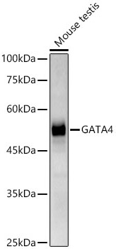 Western blot analysis of lysates from mouse testis, using GATA4 Rabbit mAb at1:1000 dilution.|Secondary antibody: HRP-conjugated Goat anti-Rabbit IgG (H+L) at 1:10000 dilution.|Lysates/proteins: 25μg per lane.|Blocking buffer: 3% nonfat dry milk in TBST.|Detection: ECL Basic Kit.|Exposure time: 180s.