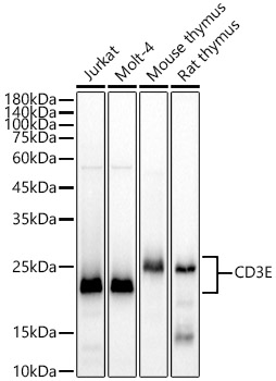 Western blot analysis of various lysates, using CD3E Rabbit mAb at 1:1000 dilution.|Secondary antibody: HRP-conjugated Goat anti-Rabbit IgG (H+L) at 1:10000 dilution.|Lysates/proteins: 25μg per lane.|Blocking buffer: 3% nonfat dry milk in TBST.|Detection: ECL Basic Kit.|Exposure time: 3s.