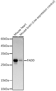 Western blot analysis of various lysates using FADD Rabbit mAb at 1:1000 dilution incubated overnight at 4℃.|Secondary antibody: HRP-conjugated Goat anti-Rabbit IgG (H+L) at 1:10000 dilution.|Lysates/proteins: 25 μg per lane.|Blocking buffer: 3% nonfat dry milk in TBST.|Detection: ECL Basic Kit.|Exposure time: 90 s.
