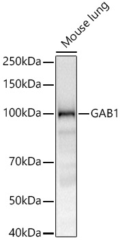 Western blot analysis of lysates from Mouse lung, using GAB1 Rabbit mAb at 1:1000 dilution.|Secondary antibody: HRP-conjugated Goat anti-Rabbit IgG (H+L) at 1:10000 dilution.|Lysates/proteins: 25μg per lane.|Blocking buffer: 3% nonfat dry milk in TBST.|Detection: ECL Basic Kit.|Exposure time: 30s.