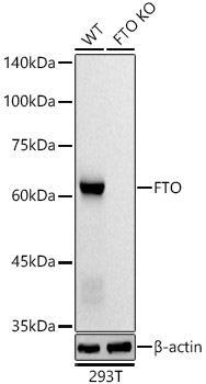 Western blot analysis of lysates from wild type (WT) and FTO knockout (KO) 293T(KO) cells, using [KO Validated] FTO Rabbit mAb at 1:1000 dilution.|Secondary antibody: HRP-conjugated Goat anti-Rabbit IgG (H+L) at 1:10000 dilution.|Lysates/proteins: 25μg per lane.|Blocking buffer: 3% nonfat dry milk in TBST.|Detection: ECL Basic Kit.|Exposure time: 30s.