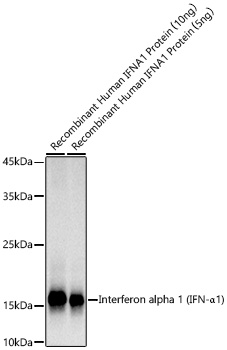 Western blot analysis of Recombinant Human IFN-alpha 1/13(Q114A) Protein , using Interferon alpha 1 (IFN-α1) Rabbit mAb at1:1000 dilution.|Secondary antibody: HRP-conjugated Goat anti-Rabbit IgG (H+L) at1:10000 dilution.|Lysates/proteins: 10ng/5ng per lane.|Blocking buffer: 3% nonfat dry milk in TBST.|Detection: ECL Basic Kit.|Exposure time: 3s.