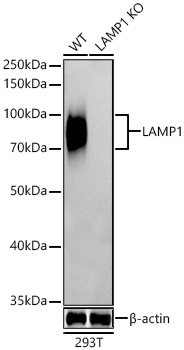 Western blot analysis of lysates from wild type(WT) and LAMP1 knockout (KO) HeLa(KO) cells, using [KO Validated] LAMP1/CD107a Rabbit mAb at 1:10000 dilution.|Secondary antibody: HRP-conjugated Goat anti-Rabbit IgG (H+L) at 1:10000 dilution.|Lysates/proteins: 25μg per lane.|Blocking buffer: 3% nonfat dry milk in TBST.|Detection: ECL Basic Kit.|Exposure time: 30s.