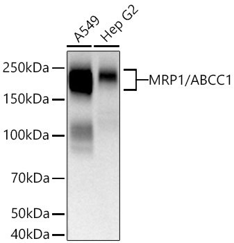 Western blot analysis of various lysates using MRP1/ABCC1 Rabbit mAb at 1:5000 dilution incubated overnight at 4℃.|Secondary antibody: HRP-conjugated Goat anti-Rabbit IgG (H+L) at 1:10000 dilution.|Lysates/proteins: 25 μg per lane.|Blocking buffer: 3% nonfat dry milk in TBST.|Detection: ECL Basic Kit.|Exposure time: 20s.
