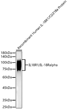 Western blot analysis of Recombinant Human IL-18R1/CD218a Protein  using IL18R1/IL-18 R alpha Rabbit mAb at 1:1800 dilution.|Secondary antibody: HRP-conjugated Goat anti-Rabbit IgG (H+L) at 1:10000 dilution.|Lysates/proteins: 10 ng per lane.|Blocking buffer: 3% nonfat dry milk in TBST.|Detection: ECL Basic Kit.|Exposure time: 3 s.