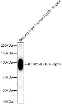 Western blot analysis of Recombinant Human IL-18R1/CD218a Protein , using IL18R1/IL-18 R alpha Rabbit mAb at1:1600 dilution.|Secondary antibody: HRP-conjugated Goat anti-Rabbit IgG (H+L) at1:10000 dilution.|Lysates/proteins: 10ng per lane.|Blocking buffer: 3% nonfat dry milk in TBST.|Detection: ECL Basic Kit.|Exposure time: 30s.
