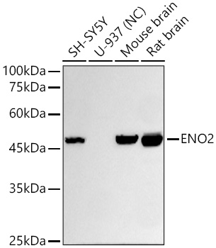 Western blot analysis of various lysates using ENO2 Rabbit mAbat 1:10000 dilution incubated overnight at 4℃.|Secondary antibody: HRP-conjugated Goat anti-Rabbit IgG (H+L) at 1:10000 dilution.|Lysates/proteins: 25 μg per lane.|Blocking buffer: 3% nonfat dry milk in TBST.|Detection: ECL Basic Kit.|Negative control (NC): U-937|Exposure time: 15s.