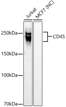 Western blot analysis of various lysates, using CD45 Rabbit mAb at 1:500 dilution.|Secondary antibody: HRP-conjugated Goat anti-Rabbit IgG (H+L) at 1:10000 dilution.|Lysates/proteins: 25μg per lane.|Blocking buffer: 3% nonfat dry milk in TBST.|Detection: ECL Basic Kit.|Negative control (NC):MCF7 |Exposure time: 1s.