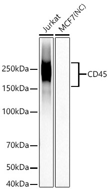 Western blot analysis of various lysates, using CD45 Rabbit mAb at 1:200000 dilution.|Secondary antibody: HRP-conjugated Goat anti-Rabbit IgG (H+L) at 1:10000 dilution.|Lysates/proteins: 25μg per lane.|Blocking buffer: 3% nonfat dry milk in TBST.|Detection: ECL Basic Kit.|Negative control (NC): MCF7.|Exposure time: 10s.
