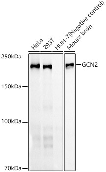 Western blot analysis of various lysates, using GCN2 Rabbit mAb at 1:1000 dilution.|Secondary antibody: HRP-conjugated Goat anti-Rabbit IgG (H+L) at 1:10000 dilution.|Lysates/proteins: 25μg per lane.|Blocking buffer: 3% nonfat dry milk in TBST.|Detection: ECL Basic Kit.|Exposure time: 30s.