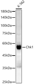 Western blot analysis of lysates from K-562 cells, using Chk1 Rabbit mAb at1:17000 dilution.|Secondary antibody: HRP-conjugated Goat anti-Rabbit IgG (H+L) at 1:10000 dilution.|Lysates/proteins: 25μg per lane.|Blocking buffer: 3% nonfat dry milk in TBST.|Detection: ECL Enhanced Kit.|Exposure time: 60s.