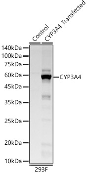 Western blot analysis of lysates from wild type (WT) and 293F cells transfected with CYP3A4 using CYP3A4 Rabbit mAb at1:2000 dilution.|Secondary antibody: HRP-conjugated Goat anti-Rabbit IgG (H+L) at 1:10000 dilution.|Lysates/proteins: 25μg per lane.|Blocking buffer: 3% nonfat dry milk in TBST.|Detection: ECL Basic Kit.|Exposure time: 3s.
