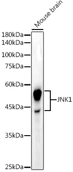 Western blot analysis of various lysates, using JNK1 Rabbit mAb at 1:20000 dilution.|Secondary antibody: HRP-conjugated Goat anti-Rabbit IgG (H+L) at 1:10000 dilution.|Lysates/proteins: 25μg per lane.|Blocking buffer: 3% nonfat dry milk in TBST.|Detection: ECL Basic Kit.|Exposure time: 180s.