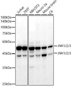 Western blot analysis of various lysates, using JNK1/2/3 Rabbit mAb at 1:20000 dilution.|Secondary antibody: HRP-conjugated Goat anti-Rabbit IgG (H+L) at 1:10000 dilution.|Lysates/proteins: 25μg per lane.|Blocking buffer: 3% nonfat dry milk in TBST.|Detection: ECL Basic Kit.|Exposure time: 10s.