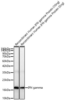 Western blot analysis of Recombinant Human IFN-gamma Protein , using IFN gamma Rabbit mAb at 1:5000 dilution.|Secondary antibody: HRP-conjugated Goat anti-Rabbit IgG (H+L) at 1:10000 dilution.|Lysates/proteins: 10ng/5ng per lane.|Blocking buffer: 3% nonfat dry milk in TBST.|Detection: ECL Basic Kit.|Exposure time: 5s.