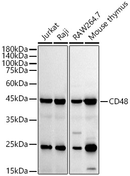Western blot analysis of various lysates, using CD48 Rabbit mAb at 1:20000 dilution.|Secondary antibody: HRP-conjugated Goat anti-Rabbit IgG (H+L) at 1:10000 dilution.|Lysates/proteins: 25μg per lane.|Blocking buffer: 3% nonfat dry milk in TBST.|Detection: ECL Basic Kit.|Exposure time: 30s.