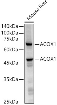 Western blot analysis of lysates from Mouse liver, using ACOX1 Rabbit mAb at 1:120000 dilution.|Secondary antibody: HRP-conjugated Goat anti-Rabbit IgG (H+L) at 1:10000 dilution.|Lysates/proteins: 25μg per lane.|Blocking buffer: 3% nonfat dry milk in TBST.|Detection: ECL Basic Kit.|Exposure time: 3s.