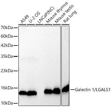 Western blot analysis of various lysates using Galectin 1/LGALS1 Rabbit mAb at 1:11000 dilution incubated overnight at 4℃.|Secondary antibody: HRP-conjugated Goat anti-Rabbit IgG (H+L) at 1:10000 dilution.|Lysates/proteins: 25 μg per lane.|Blocking buffer: 3% nonfat dry milk in TBST.|Detection: ECL Basic Kit.|Negative control (NC): LNCaP|Exposure time: 20s.