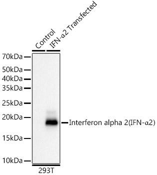 Western blot analysis of lysates from 293T cells, using Interferon alpha 2 (IFN-α2） Rabbit mAb at 1:23000 dilution.|Secondary antibody: HRP-conjugated Goat anti-Rabbit IgG (H+L) at 1:10000 dilution.|Lysates/proteins: 25μg per lane.|Blocking buffer: 3% nonfat dry milk in TBST.|Detection: ECL Basic Kit.|Exposure time: 3s.