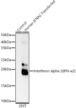 Western blot analysis of lysates from wild type (WT) and 293T cells transfected with Interferon alpha 2 (IFN-α2) using Interferon alpha 2 (IFN-α2） Rabbit mAb at  1:5000 dilution.|Secondary antibody: HRP-conjugated Goat anti-Rabbit IgG (H+L) at 1:5000 dilution.|Lysates/proteins: 25μg per lane.|Blocking buffer: 3% nonfat dry milk in TBST.|Detection: ECL Basic Kit.|Exposure time: 0.5s.