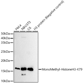 Western blot analysis of various lysates, using MonoMethyl-Histone H3-K79 Rabbit mAb at 1:4000 dilution.|Secondary antibody: HRP-conjugated Goat anti-Rabbit IgG (H+L) at 1:10000 dilution.|Lysates/proteins: 25μg per lane.|Blocking buffer: 3% nonfat dry milk in TBST.|Detection: ECL Basic Kit.|Exposure time: 30s.