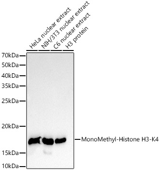 Western blot analysis of various lysates, using MonoMethyl-Histone H3-K79 Rabbit mAb at 1:4000 dilution.|Secondary antibody: HRP-conjugated Goat anti-Rabbit IgG (H+L) at 1:10000 dilution.|Lysates/proteins: 25μg per lane.|Blocking buffer: 3% nonfat dry milk in TBST.|Detection: ECL Basic Kit.|Exposure time: 10s.