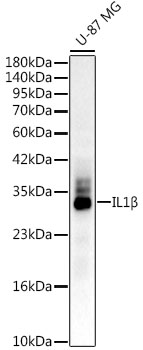 Western blot analysis of lysates from U-87 MG cells, using IL1β Rabbit mAb at1:1000 dilution.|Secondary antibody: HRP-conjugated Goat anti-Rabbit IgG (H+L) at 1:10000 dilution.|Lysates/proteins: 25μg per lane.|Blocking buffer: 3% nonfat dry milk in TBST.|Detection: ECL Enhanced Kit.|Exposure time: 60s.