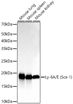 Western blot analysis of various lysates, using Ly-6A/E (Sca-1) Rabbit mAb at 1:10000 dilution.|Secondary antibody: HRP-conjugated Goat anti-Rabbit IgG (H+L) at 1:10000 dilution.|Lysates/proteins: 25μg per lane.|Blocking buffer: 3% nonfat dry milk in TBST.|Detection: ECL Basic Kit.|Exposure time: 10s.