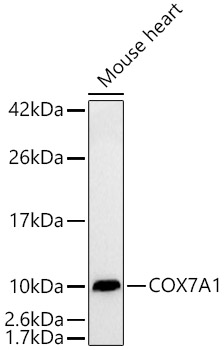 Western blot analysis of lysates from Mouse heart, using COX7A1 Rabbit mAb at 1:20000 dilution.|Secondary antibody: HRP-conjugated Goat anti-Rabbit IgG (H+L) at 1:10000 dilution.|Lysates/proteins: 25μg per lane.|Blocking buffer: 3% nonfat dry milk in TBST.|Detection: ECL Basic Kit.|Exposure time: 30s.