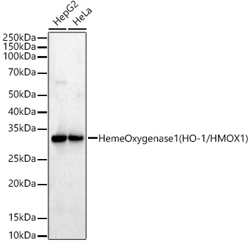 Western blot analysis of various lysates, using Heme Oxygenase 1 (HO-1/HMOX1) Rabbit mAb at 1:20000 dilution.|Secondary antibody: HRP-conjugated Goat anti-Rabbit IgG (H+L) at 1:10000 dilution.|Lysates/proteins: 25μg per lane.|Blocking buffer: 3% nonfat dry milk in TBST.|Detection: ECL Basic Kit.|Exposure time: 90s.