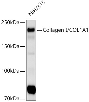 Western blot analysis of lysates from NIH/3T3 cells, using Collagen I/COL1A1 Rabbit mAb at1:2000 dilution.|Secondary antibody: HRP-conjugated Goat anti-Rabbit IgG (H+L) at 1:10000 dilution.|Lysates/proteins: 25μg per lane.|Blocking buffer: 3% nonfat dry milk in TBST.|Detection: ECL Basic Kit.|Exposure time: 180s.