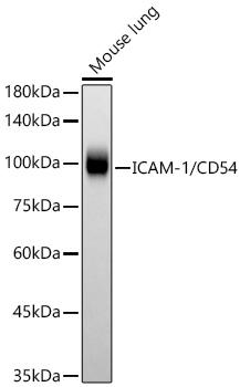 Western blot analysis of lysates from Mouse lung using ICAM-1/CD54 Rabbit mAb at 1:10000 dilution.|Secondary antibody: HRP-conjugated Goat anti-Rabbit IgG (H+L) at 1:10000 dilution.|Lysates/proteins: 25 μg per lane.|Blocking buffer: 3% nonfat dry milk in TBST.|Detection: ECL Basic Kit.|Exposure time: 5s.