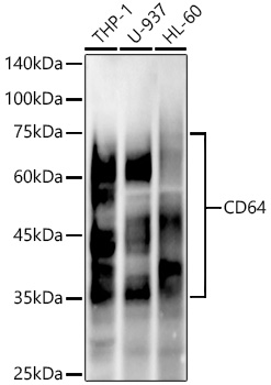 Western blot analysis of various lysates, using CD64 Rabbit mAb at 1:20000 dilution.|Secondary antibody: HRP-conjugated Goat anti-Rabbit IgG (H+L) at 1:10000 dilution.|Lysates/proteins: 25μg per lane.|Blocking buffer: 3% nonfat dry milk in TBST.|Detection: ECL Enhanced Kit.|Exposure time: 30s.