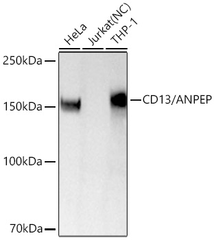 Western blot analysis of various lysates using CD13/ANPEP Rabbit mAb at 1:5000 dilution .|Secondary antibody: HRP-conjugated Goat anti-Rabbit IgG (H+L) at 1:10000 dilution.|Lysates/proteins: 25 μg per lane.|Blocking buffer: 3% nonfat dry milk in TBST.|Detection: ECL Basic Kit.|Negative control (NC): Jurkat.|Exposure time: 90 s.