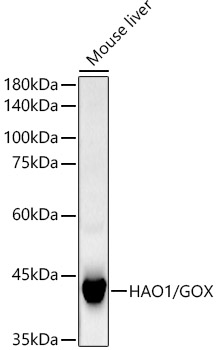Western blot analysis of lysates from Mouse liver, using HAO1/GOX Rabbit mAb at1:3000 dilution.|Secondary antibody: HRP-conjugated Goat anti-Rabbit IgG (H+L) at 1:10000 dilution.|Lysates/proteins: 25μg per lane.|Blocking buffer: 3% nonfat dry milk in TBST.|Detection: ECL Basic Kit.|Exposure time: 180s.