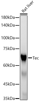 Western blot analysis of lysates from Rat liver, using Tec Rabbit mAb at 1:10000 dilution.|Secondary antibody: HRP-conjugated Goat anti-Rabbit IgG (H+L) at 1:10000 dilution.|Lysates/proteins: 25μg per lane.|Blocking buffer: 3% nonfat dry milk in TBST.|Detection: ECL Basic Kit.|Exposure time: 90s.