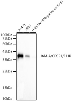 Western blot analysis of various lysates, using JAM-A/CD321/F11R Rabbit mAb at  1:8000 dilution.|Secondary antibody: HRP-conjugated Goat anti-Rabbit IgG (H+L) at 1:10000 dilution.|Lysates/proteins: 25μg per lane.|Blocking buffer: 3% nonfat dry milk in TBST.|Detection: ECL Basic Kit.|Exposure time: 90s.
