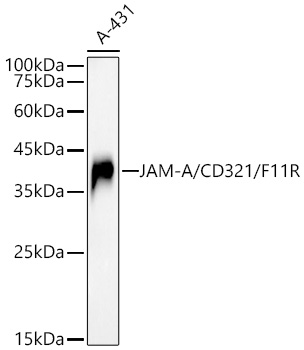 Western blot analysis of lysates from A-431 cells using JAM-A/CD321/F11R Rabbit mAb at 1:2000 dilution incubated overnight at 4℃.|Secondary antibody: HRP-conjugated Goat anti-Rabbit IgG (H+L) at 1:10000 dilution.|Lysates/proteins: 25 μg per lane.|Blocking buffer: 3% nonfat dry milk in TBST.|Detection: ECL Basic Kit.|Exposure time: 180 s.