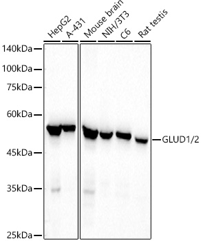Western blot analysis of various lysates, using GLUD1/2 Rabbit mAb at1:110000 dilution.|Secondary antibody: HRP-conjugated Goat anti-Rabbit IgG (H+L) at 1:10000 dilution.|Lysates/proteins: 25μg per lane.|Blocking buffer: 3% nonfat dry milk in TBST.|Detection: ECL Basic Kit.|Exposure time: 10s.
