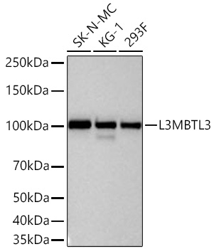 Western blot analysis of various lysates using L3MBTL3 Rabbit mAb at 1:5000 dilution incubated overnight at 4℃.|Secondary antibody: HRP-conjugated Goat anti-Rabbit IgG (H+L) at 1:10000 dilution.|Lysates/proteins: 25 μg per lane.|Blocking buffer: 3% nonfat dry milk in TBST.|Detection: ECL Basic Kit.|Exposure time: 60 s.