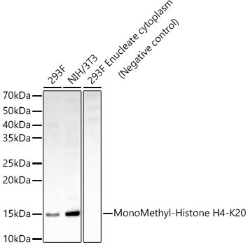 Western blot analysis of various lysates, using MonoMethyl-Histone H4-K20 Rabbit mAb at  1:900 dilution.|Secondary antibody: HRP-conjugated Goat anti-Rabbit IgG (H+L) at 1:10000 dilution.|Lysates/proteins: 25μg per lane.|Blocking buffer: 3% nonfat dry milk in TBST.|Detection: ECL Enhanced Kit.|Exposure time: 180s.