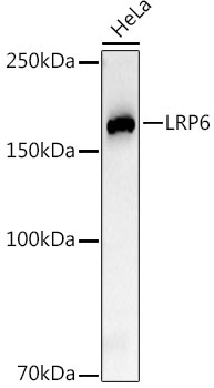 Western blot analysis of lysates from HeLa cells, using LRP6 Rabbit mAb at 1:2000 dilution.|Secondary antibody: HRP-conjugated Goat anti-Rabbit IgG (H+L) at 1:10000 dilution.|Lysates/proteins: 25μg per lane.|Blocking buffer: 3% nonfat dry milk in TBST.|Detection: ECL Basic Kit.|Exposure time: 30s.