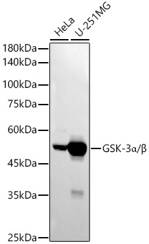 Western blot analysis of various lysates using GSK-3α/β Rabbit mAb at1:2000 dilution.|Secondary antibody: HRP-conjugated Goat anti-Rabbit IgG (H+L) at 1:10000 dilution.|Lysates/proteins: 25μg per lane.|Blocking buffer: 3% nonfat dry milk in TBST.|Detection: ECL Basic Kit.|Exposure time: 180s.