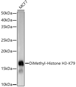 Western blot analysis of lysates from MCF7 cells, using DiMethyl-Histone H3-K79 Rabbit mAb at1:2000 dilution.|Secondary antibody: HRP-conjugated Goat anti-Rabbit IgG (H+L) at 1:10000 dilution.|Lysates/proteins: 25μg per lane.|Blocking buffer: 3% nonfat dry milk in TBST.|Detection: ECL Basic Kit.|Exposure time: 1s.