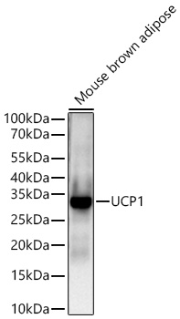 Western blot analysis of various lysates using UCP1 Rabbit mAb at 1:5000 dilution incubated overnight at 4℃.|Secondary antibody: HRP-conjugated Goat anti-Rabbit IgG (H+L) at 1:10000 dilution.|Lysates/proteins: 25 μg per lane.|Blocking buffer: 3% nonfat dry milk in TBST.|Detection: ECL Basic Kit.|Negative control (NC): Mouse liver|Exposure time: 20s.
